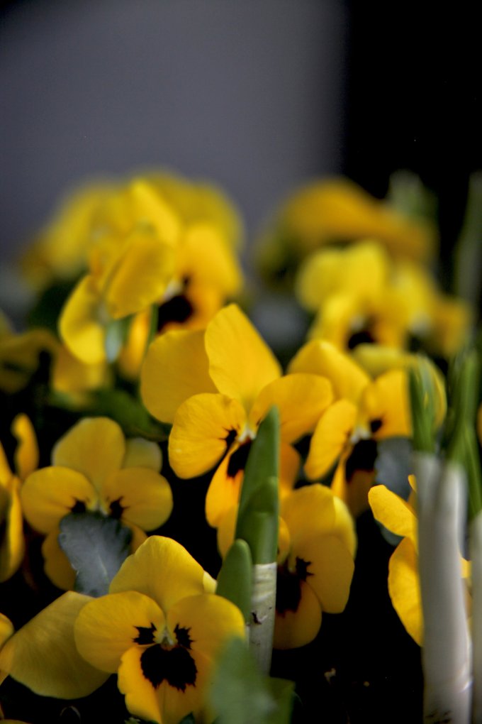 Conter fleurette photo 12